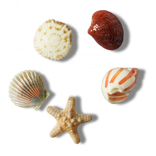 She Sells Seashells 5 Pack